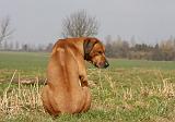 RODESIAN RIDGEBACK 049